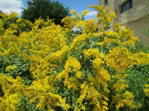 Goldenrod