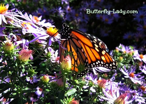 Monarch on aster