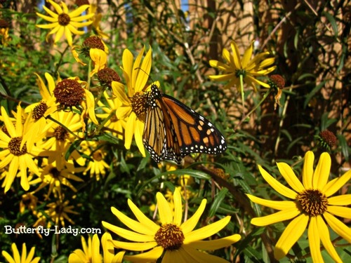 Monarch on Swamp Sunflower