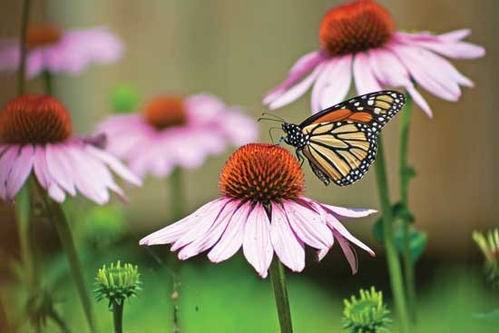 Monarch butterfly on a Purple Coneflower in the garden.