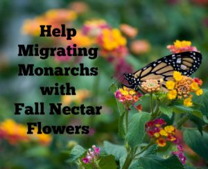 Plant these flowers for Monarchs that migrate in the fall.