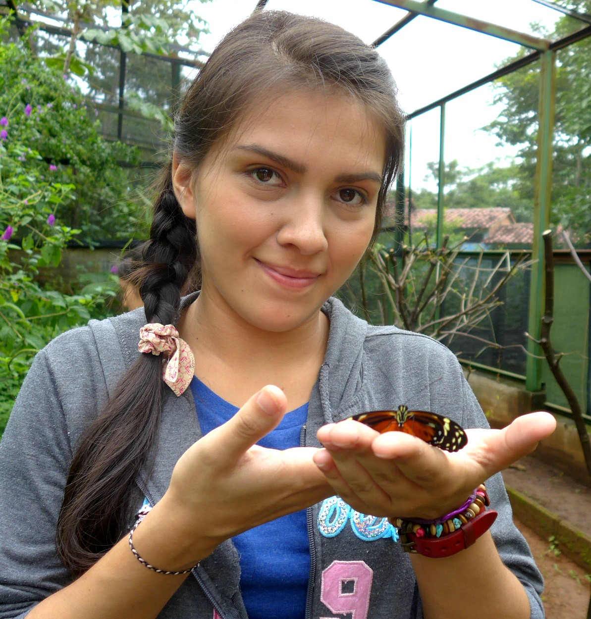 Heliconius hecale