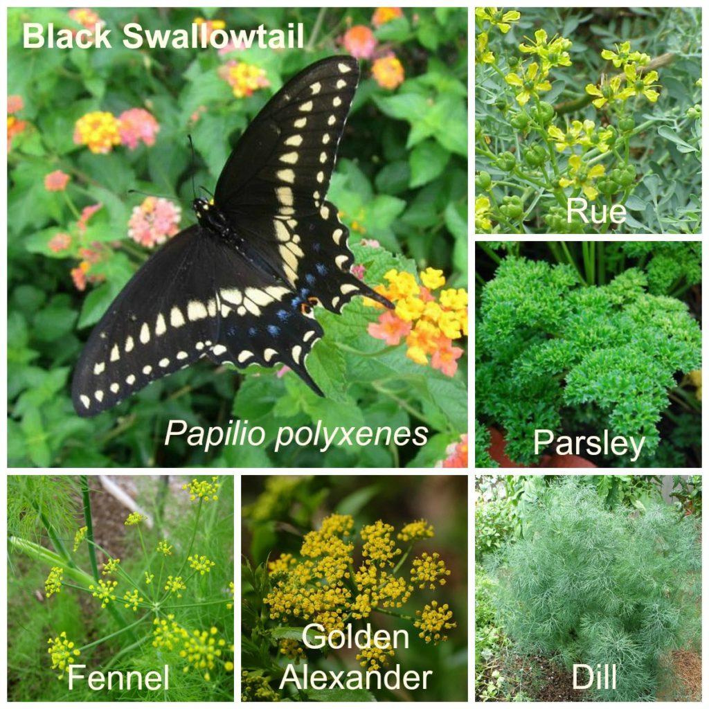 Eastern Black Swallowtail and Host Plants