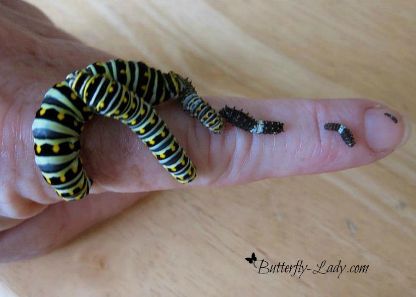 swallowtail larvae