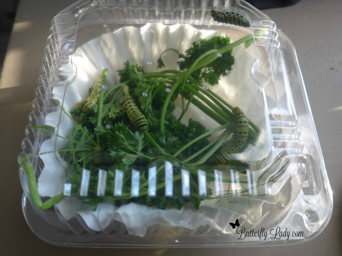 Salad Container Repurposed as a Butterfly Habitat