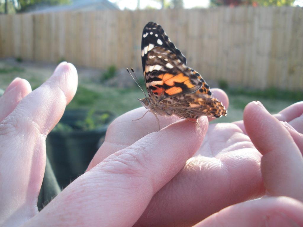 Painted Lady in Hand