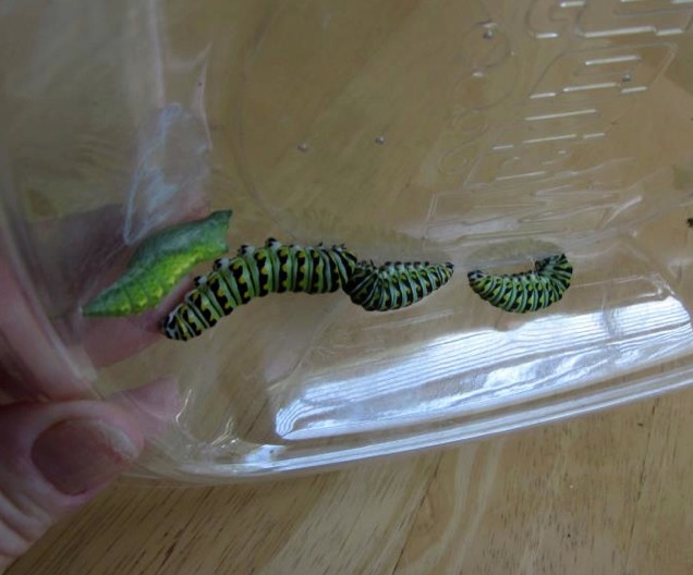 Pupating Caterpillars