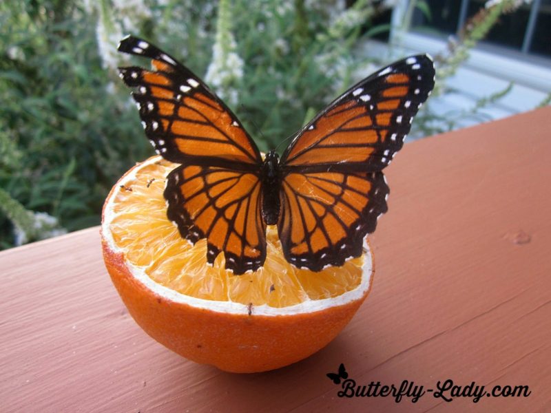 Butterflies and Fruit Butterfly Lady