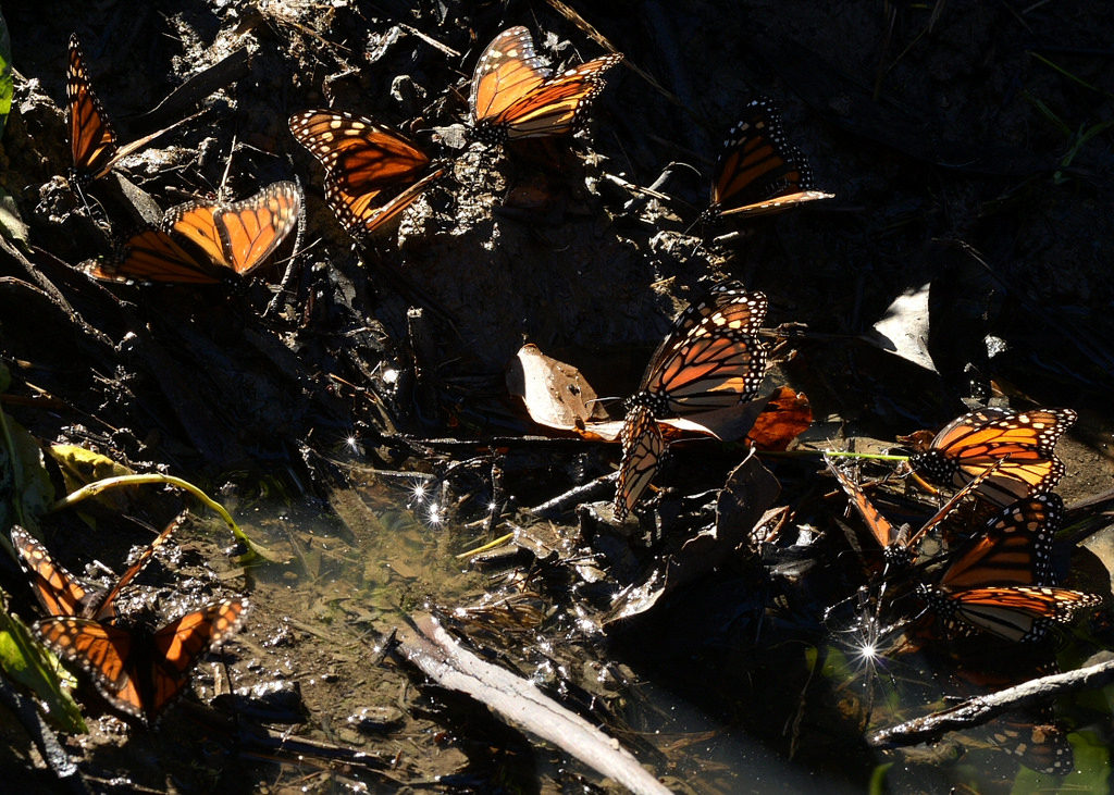 Puddling Monarch Butterflies