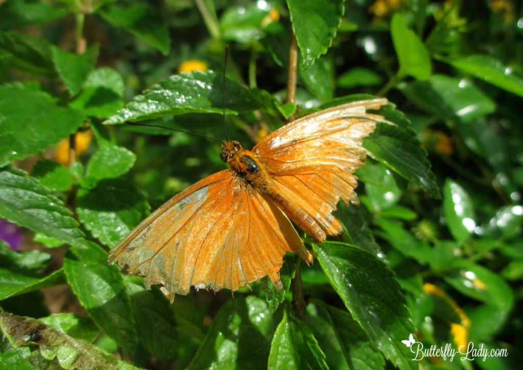 Worn Wings Julia