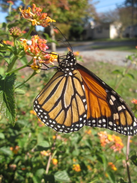 Monarch nectaring on Miss Huff Lantana