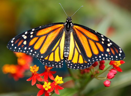 Monarch nectaring on Tropical Milkweed