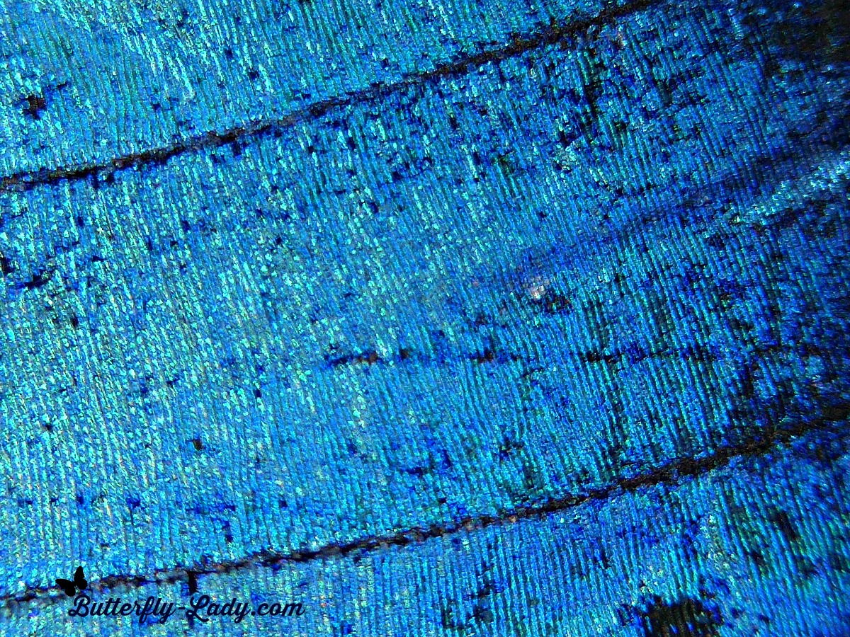 Magnified Morpho Wing