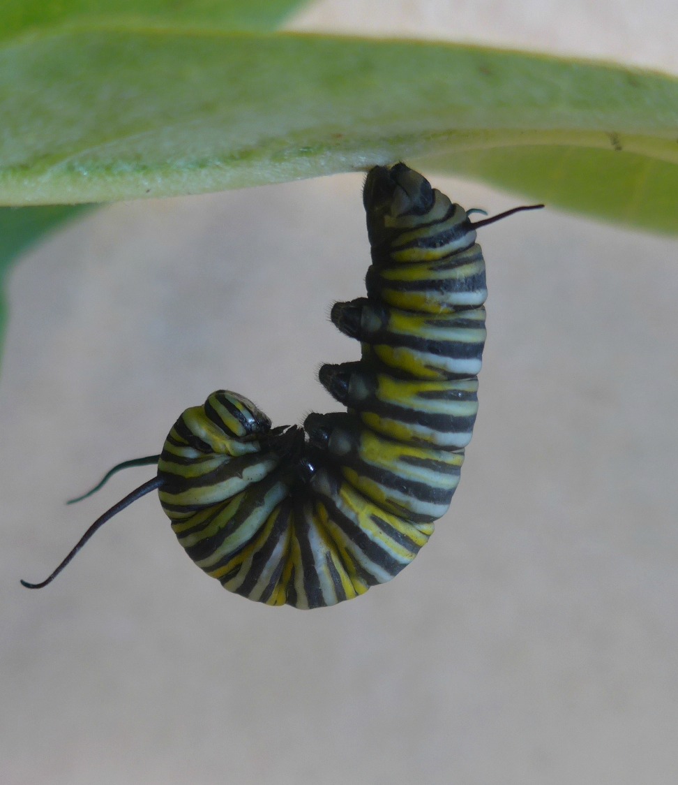 Monarch Caterpillar in J Position