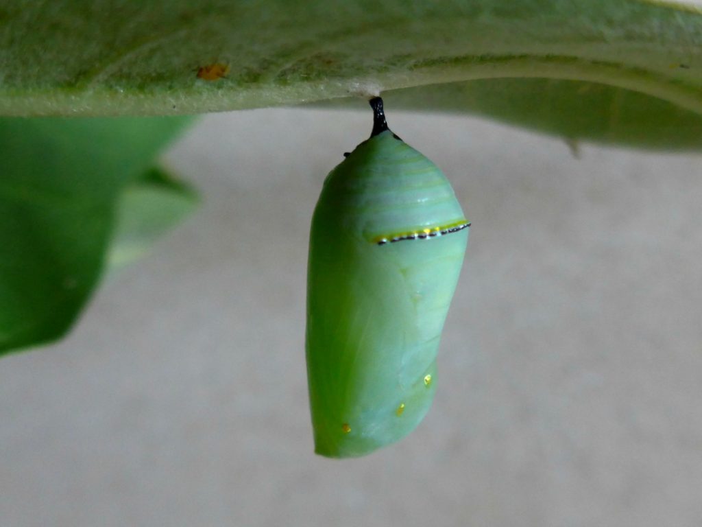 Monarch Chrysalis