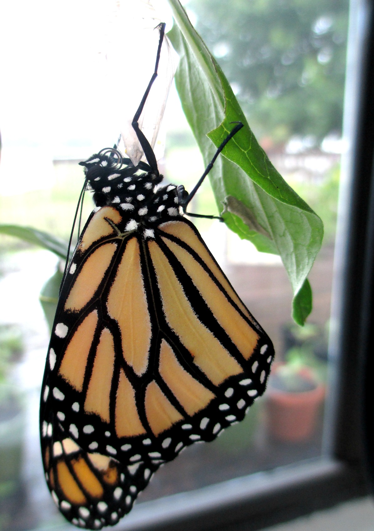 Recently-emerged Monarch Butterfly