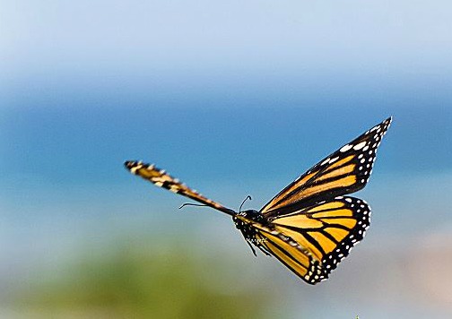 Monarch Butterfly on the Wing