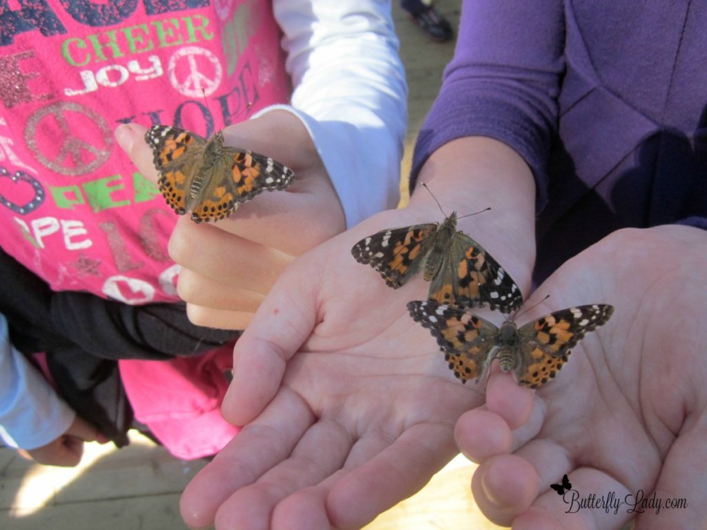 Painted Lady butterflies in children's hands