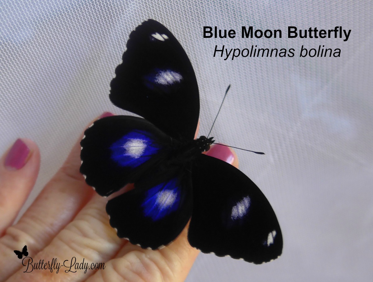Male Blue Moon Butterfly