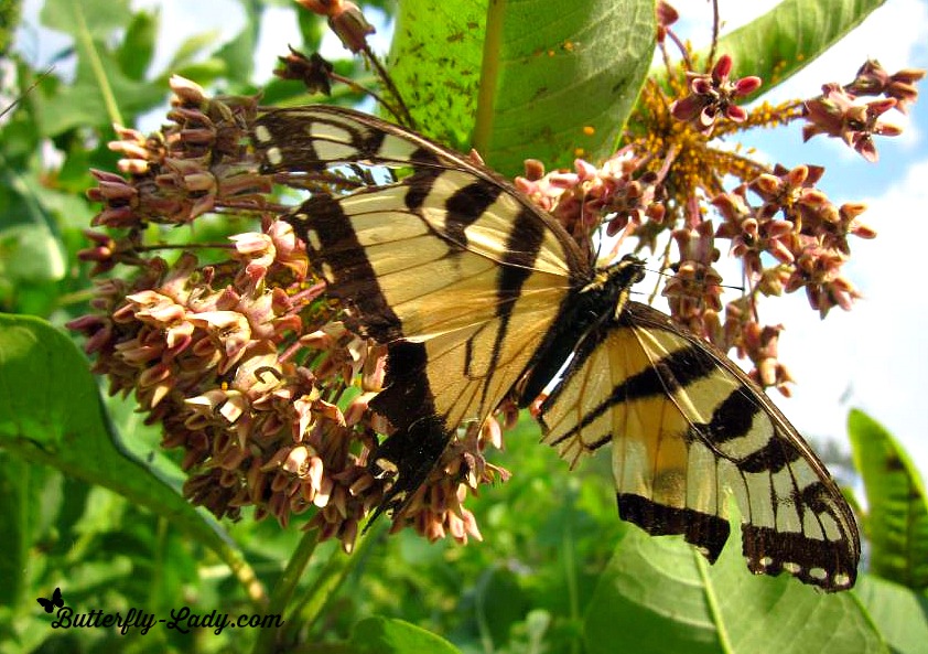 Worn Wings of a Tiger Swallowtail