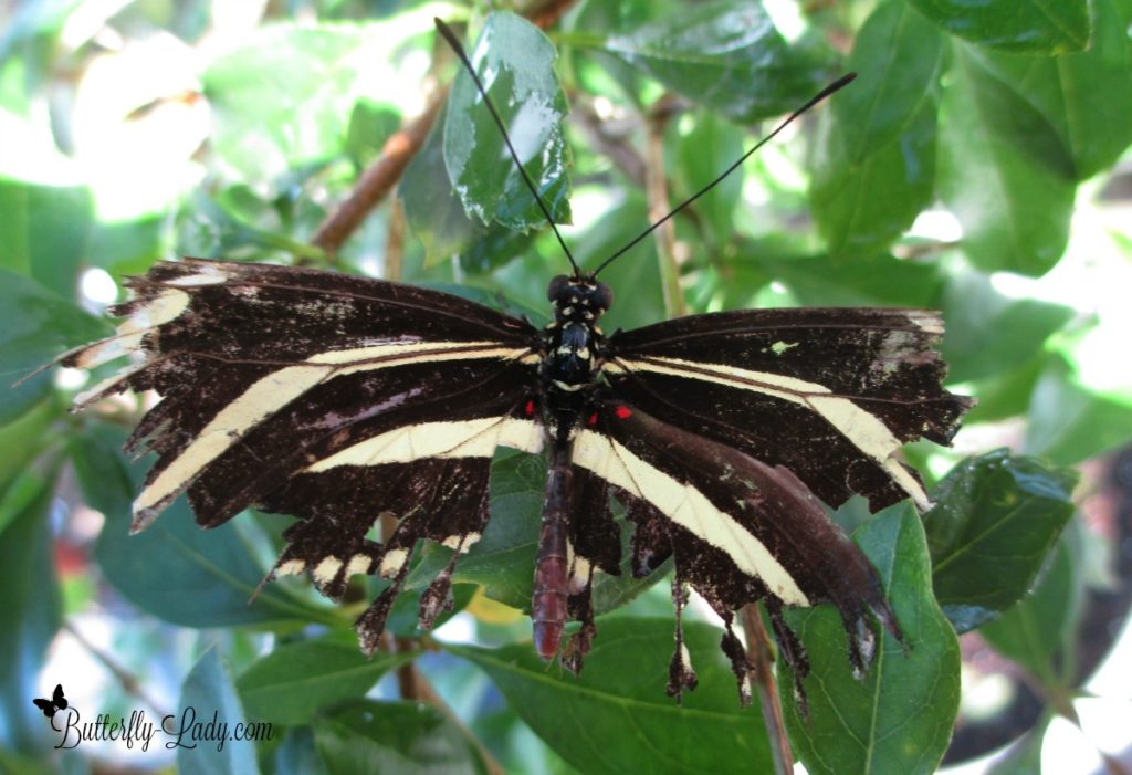 Zebra Longwing Worn wings