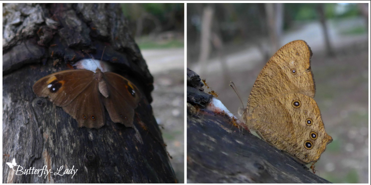 The Common Evening Brown (Melanitis leda)