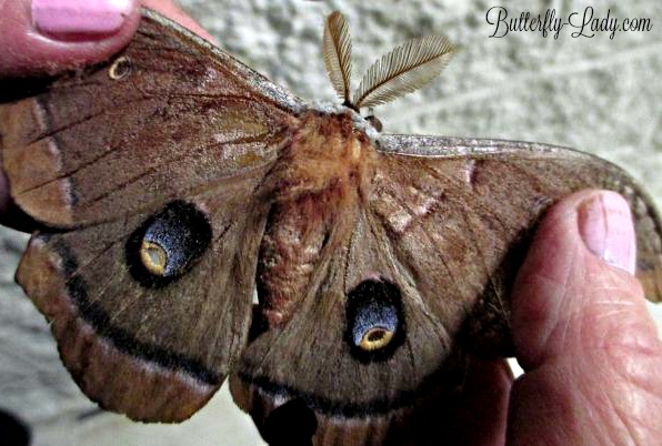 Polyphemus moth