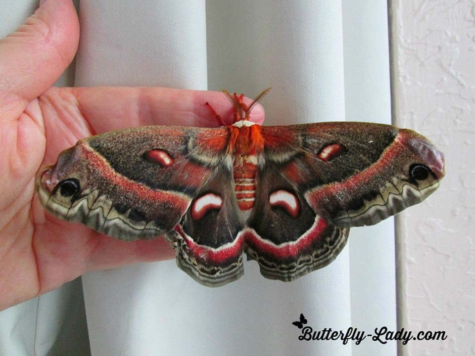 Cecropia Moth (Hyalophora cecropia)