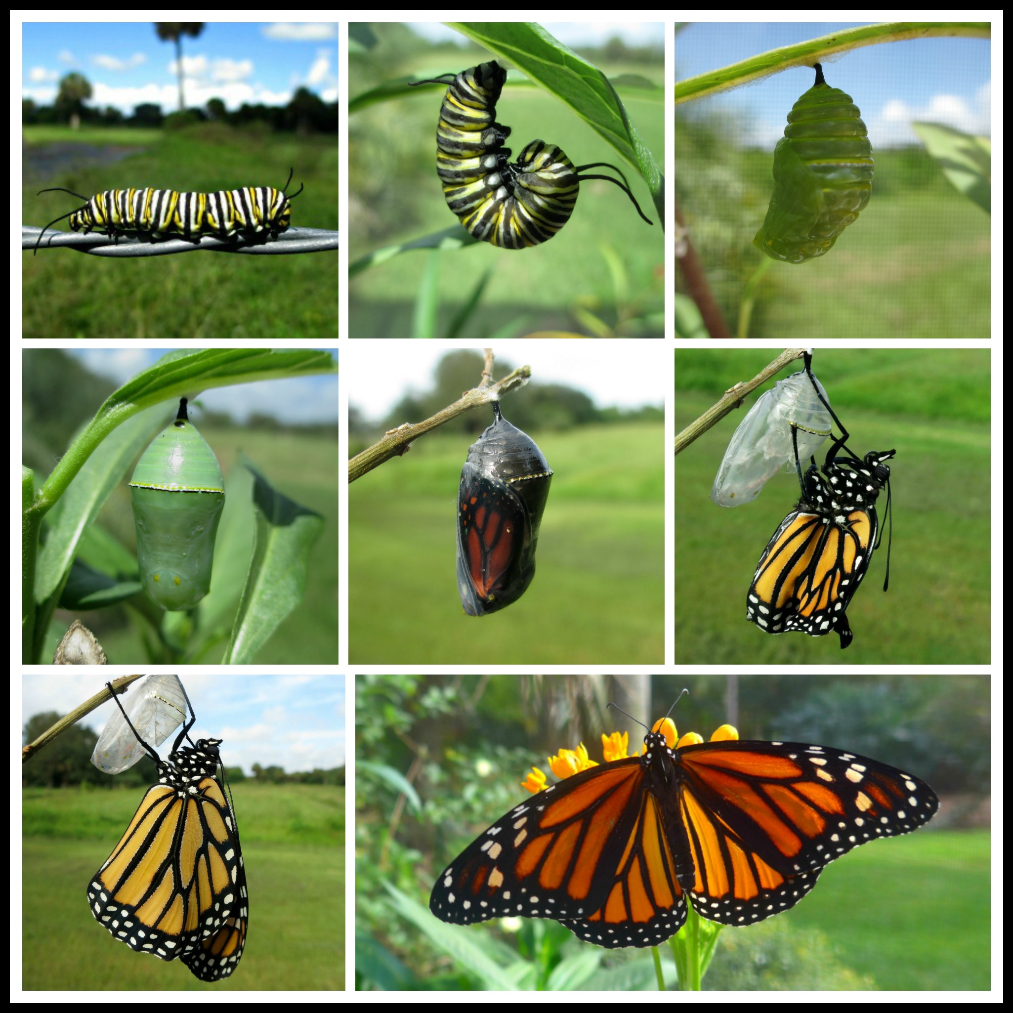 butterfly-gardening-butterfly-lady