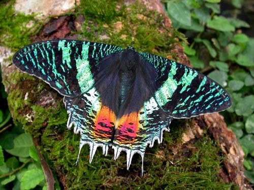 Madagascan Sunset moth (Chrysiridia rhipheus) 