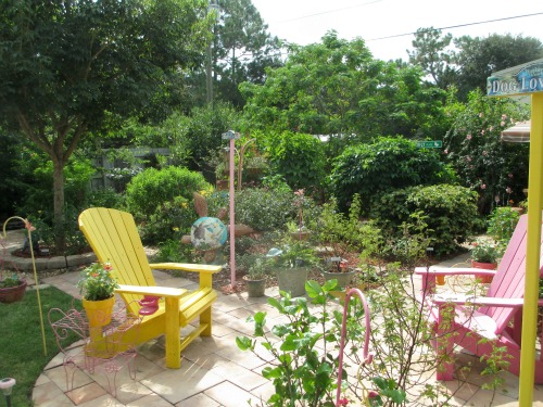 Adirondack Chairs and Hackberry Tree