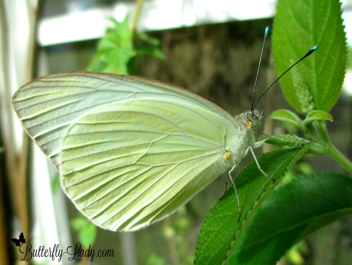 Great Southern White (Ascia monuste) 