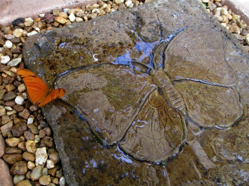 Julia Puddling on Wet Stepping Stone