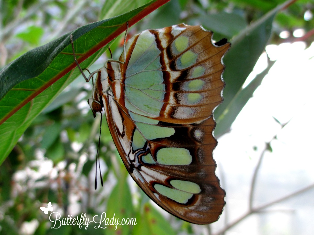 Malachite (Siproeta stelenes) 