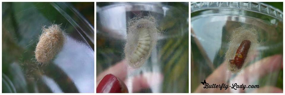 moth pupa