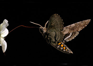 moth