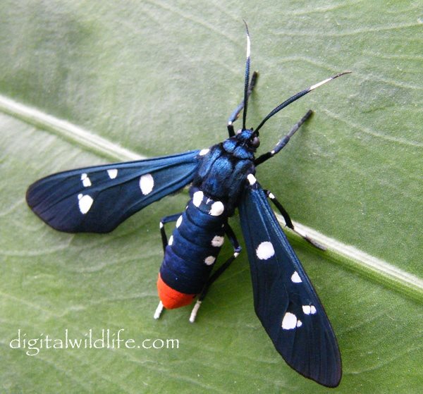 oleander moth