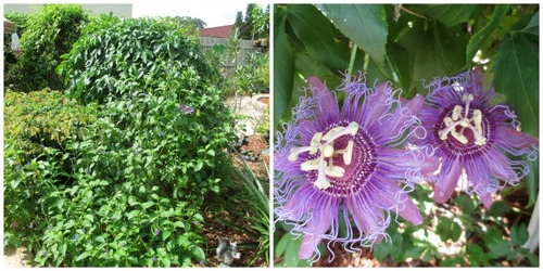 Passiflora