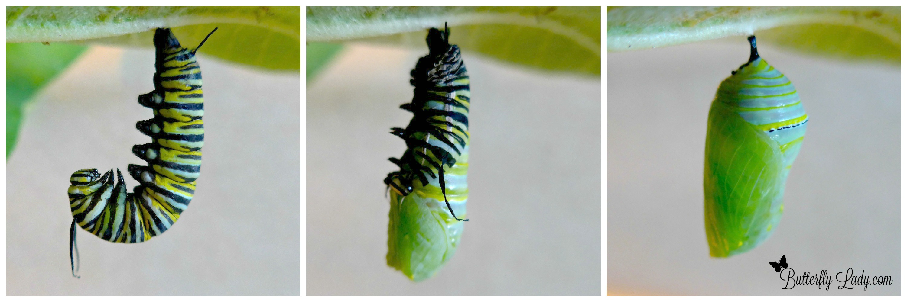 pupate