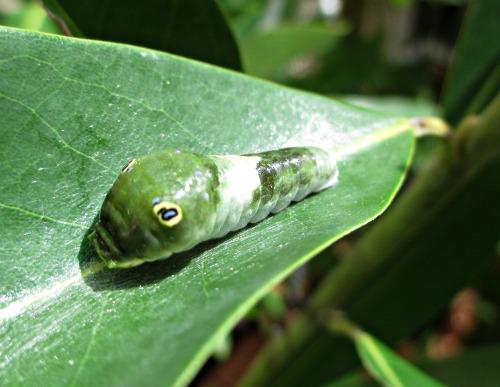 Spicebush Caterpillar