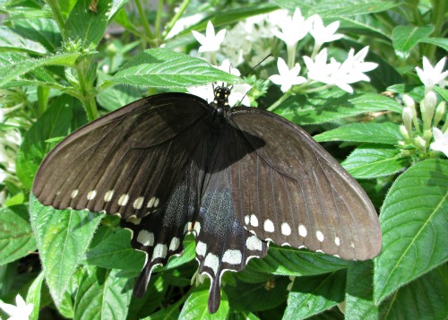 Spicebush on Penta