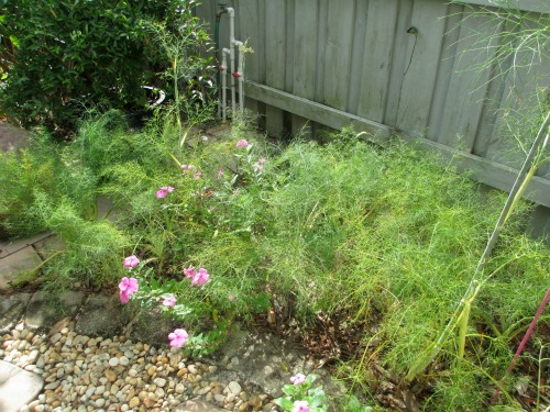 Wild Lime and Fennel