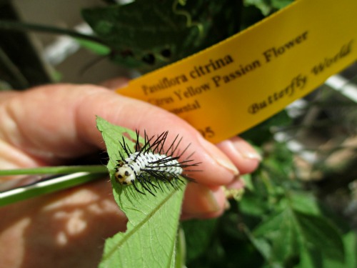 Zebra Longwing Caterpillar on Passion Vine