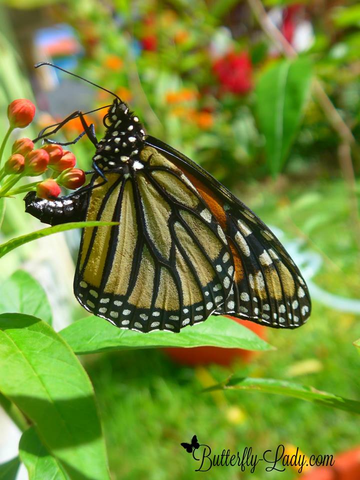 Monarch_laying_eggs