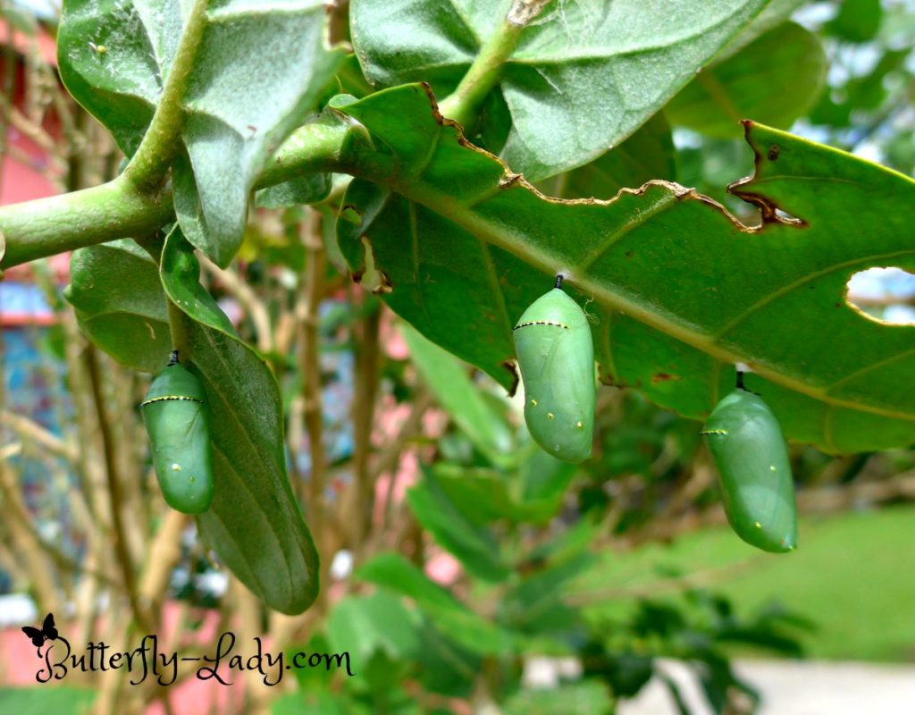 Monarch Chrysalises Hanging on Crown Flower