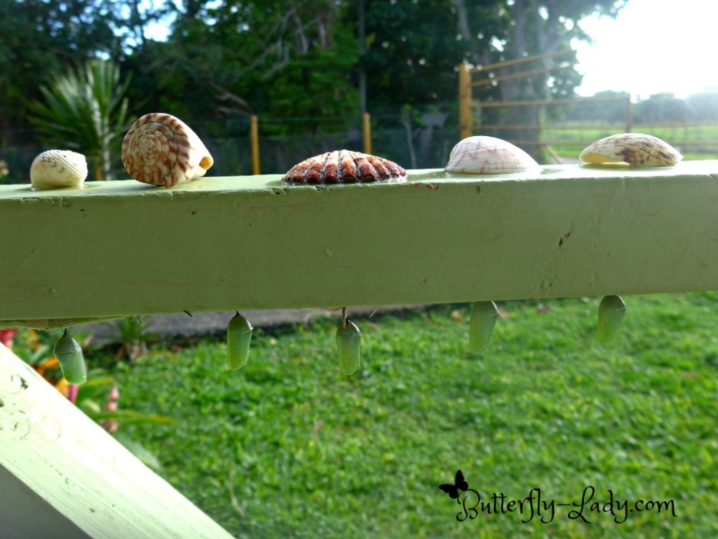 Monarch Chrysalises Hanging from a Porch Railing