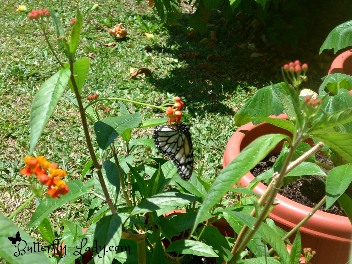 White Monarch on Tropical Milkweed