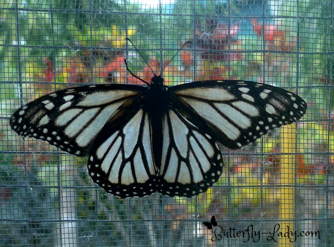 Female White Monarch