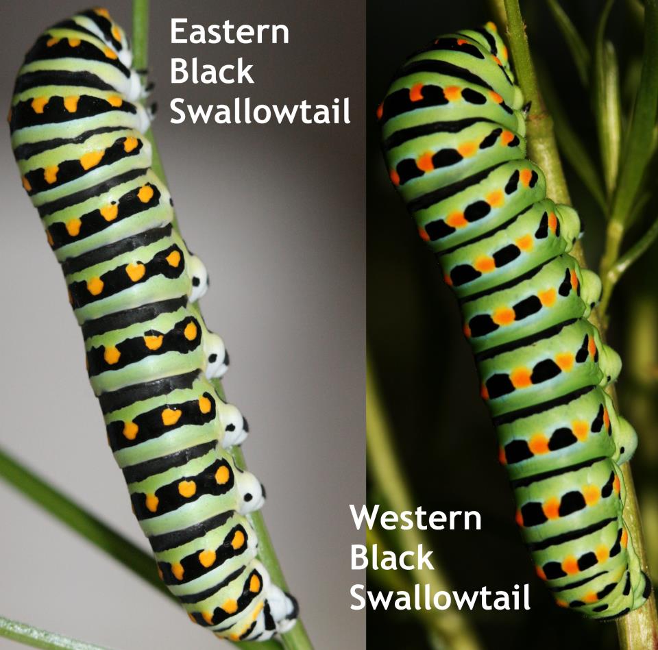 Do You Have Parsley Worms? Butterfly Lady