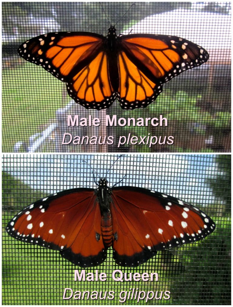 The Royal Butterflies Butterfly Lady